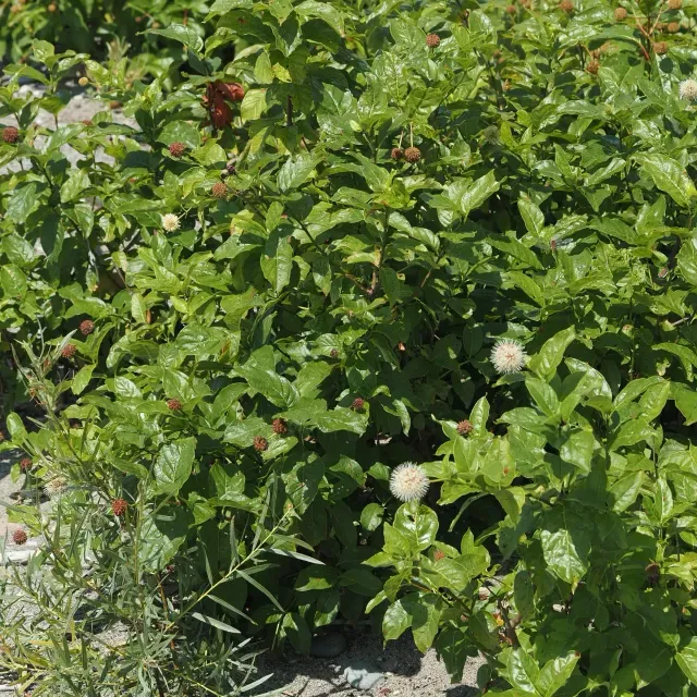 thumbnail for publication: Cephalanthus occidentalis: Buttonbush